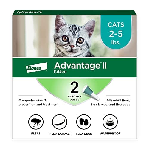 Advantage II Kitten : Mon Test Complet du Traitement Anti-Puces